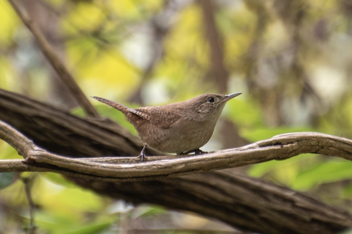 House Wren (Northern) - Donna Wadsley