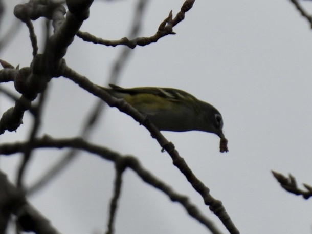 Blue-headed Vireo - ML624060080