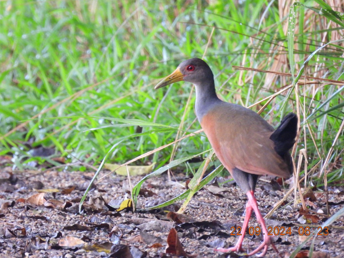 Gray-cowled Wood-Rail - ML624060089