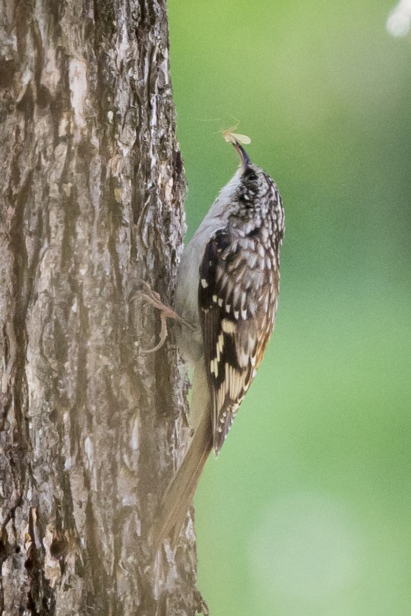 Brown Creeper - ML624060091