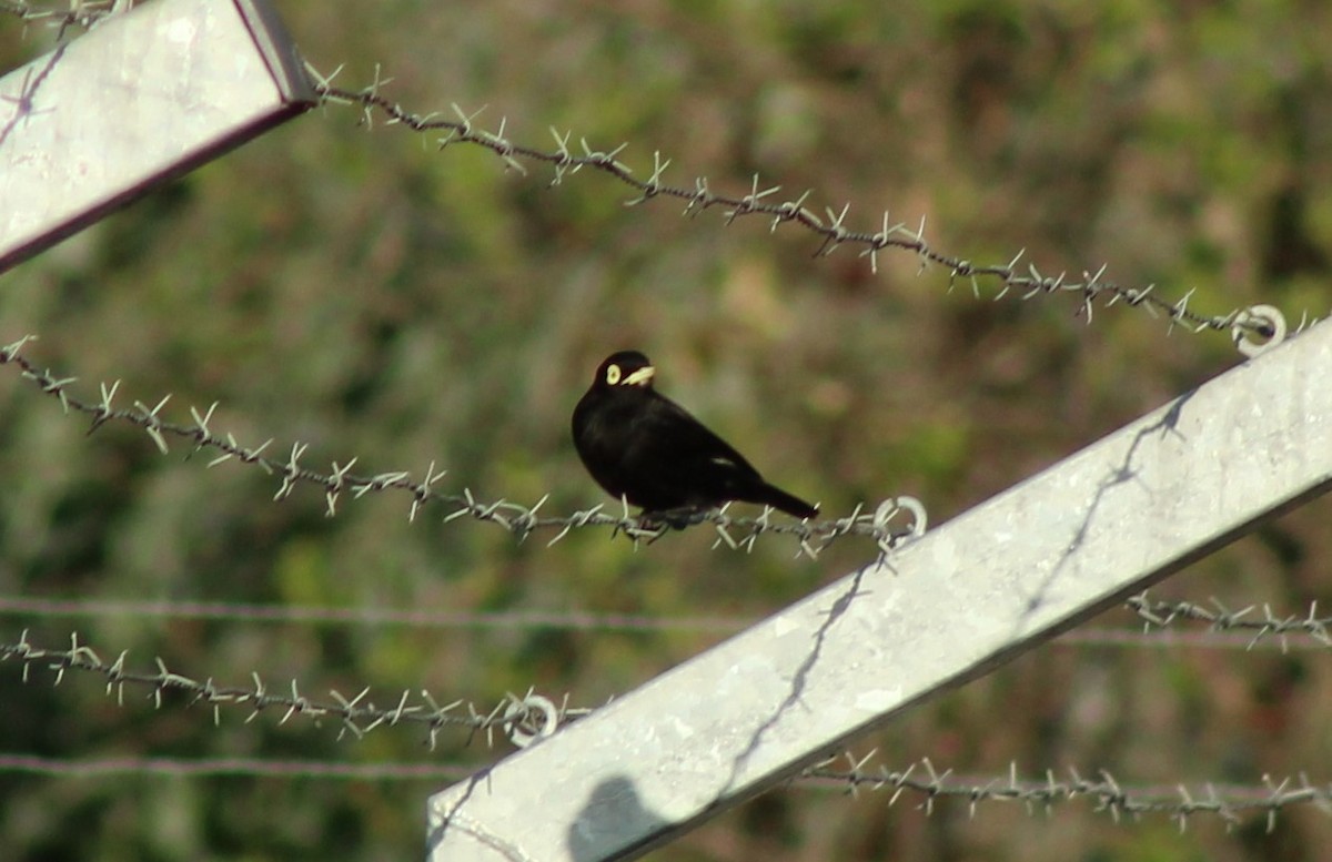 Spectacled Tyrant - ML624060093