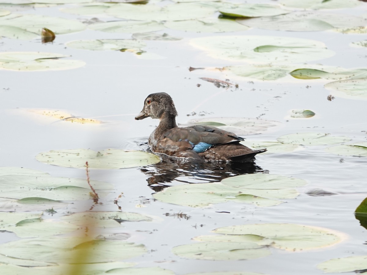 Wood Duck - ML624060095