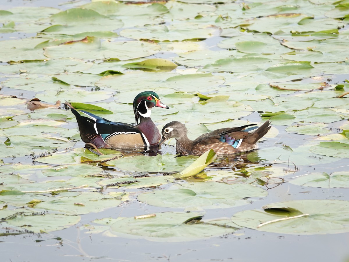 Wood Duck - ML624060098