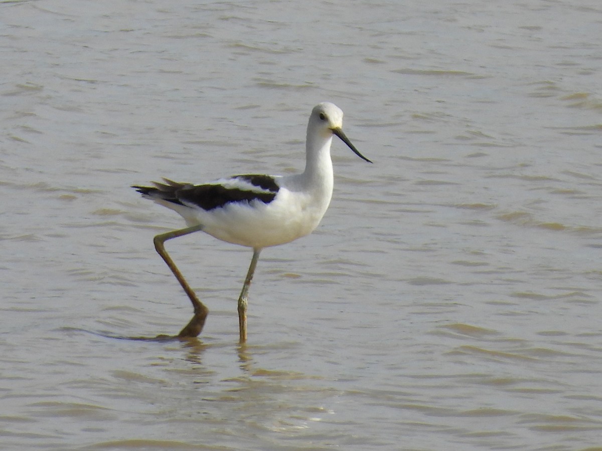 American Avocet - ML624060100