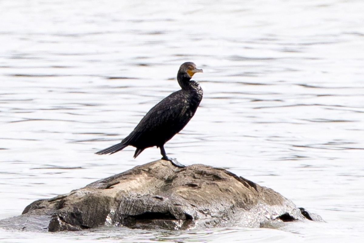 Double-crested Cormorant - ML624060103