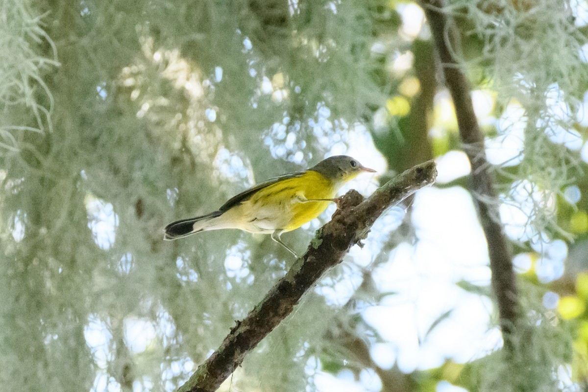 Magnolia Warbler - ML624060104