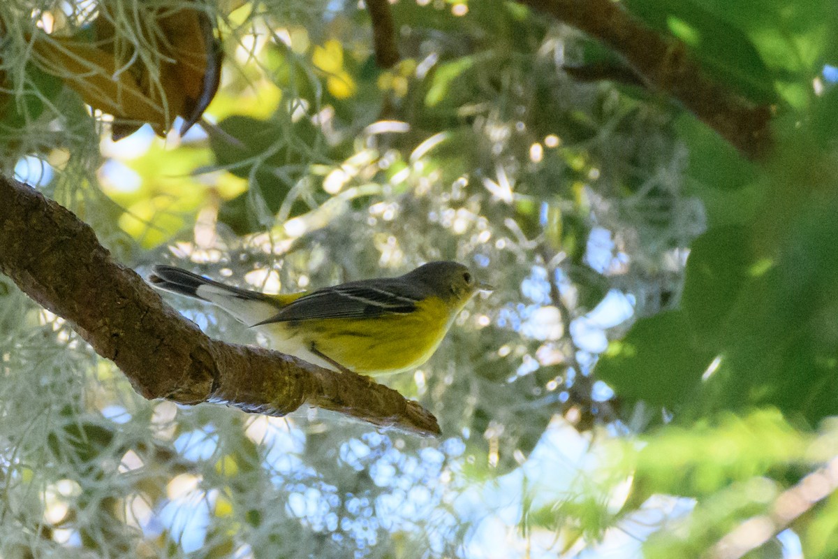 Magnolia Warbler - ML624060118