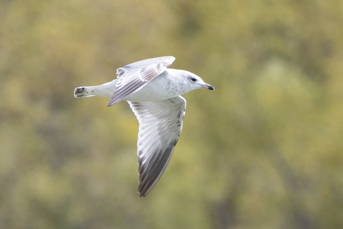Ring-billed Gull - ML624060121