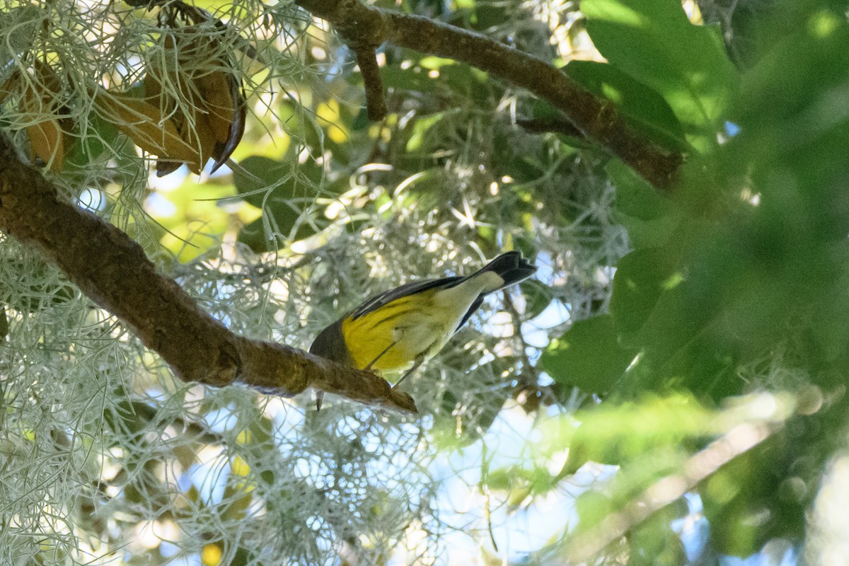 Magnolia Warbler - ML624060130