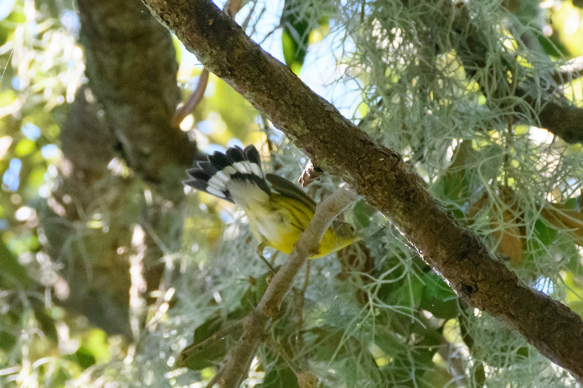 Magnolia Warbler - ML624060139