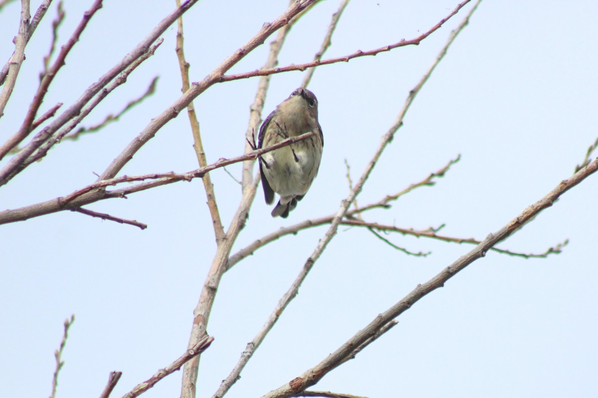 Yellow-rumped Warbler - Raspberry Yow-Fairs