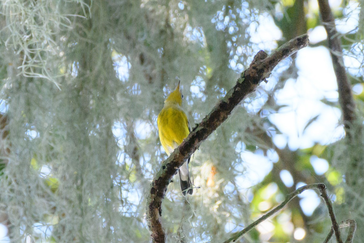 Magnolia Warbler - ML624060143