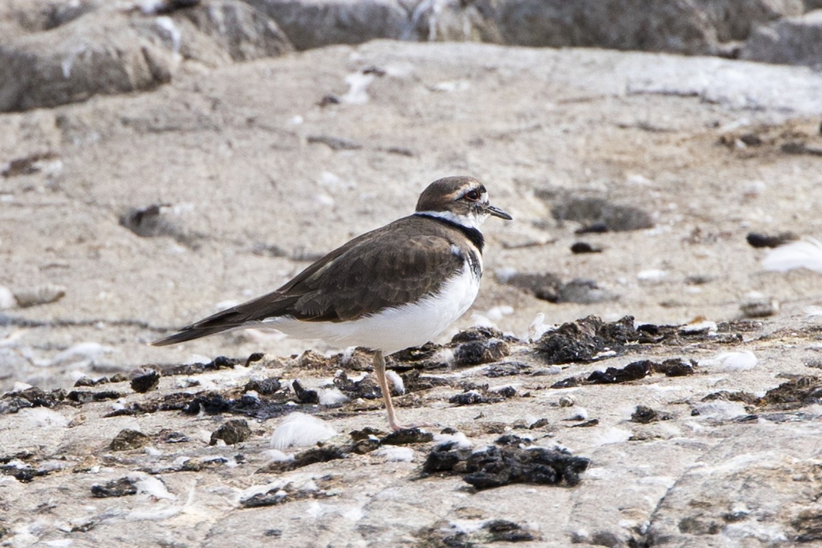 Killdeer - ML624060144