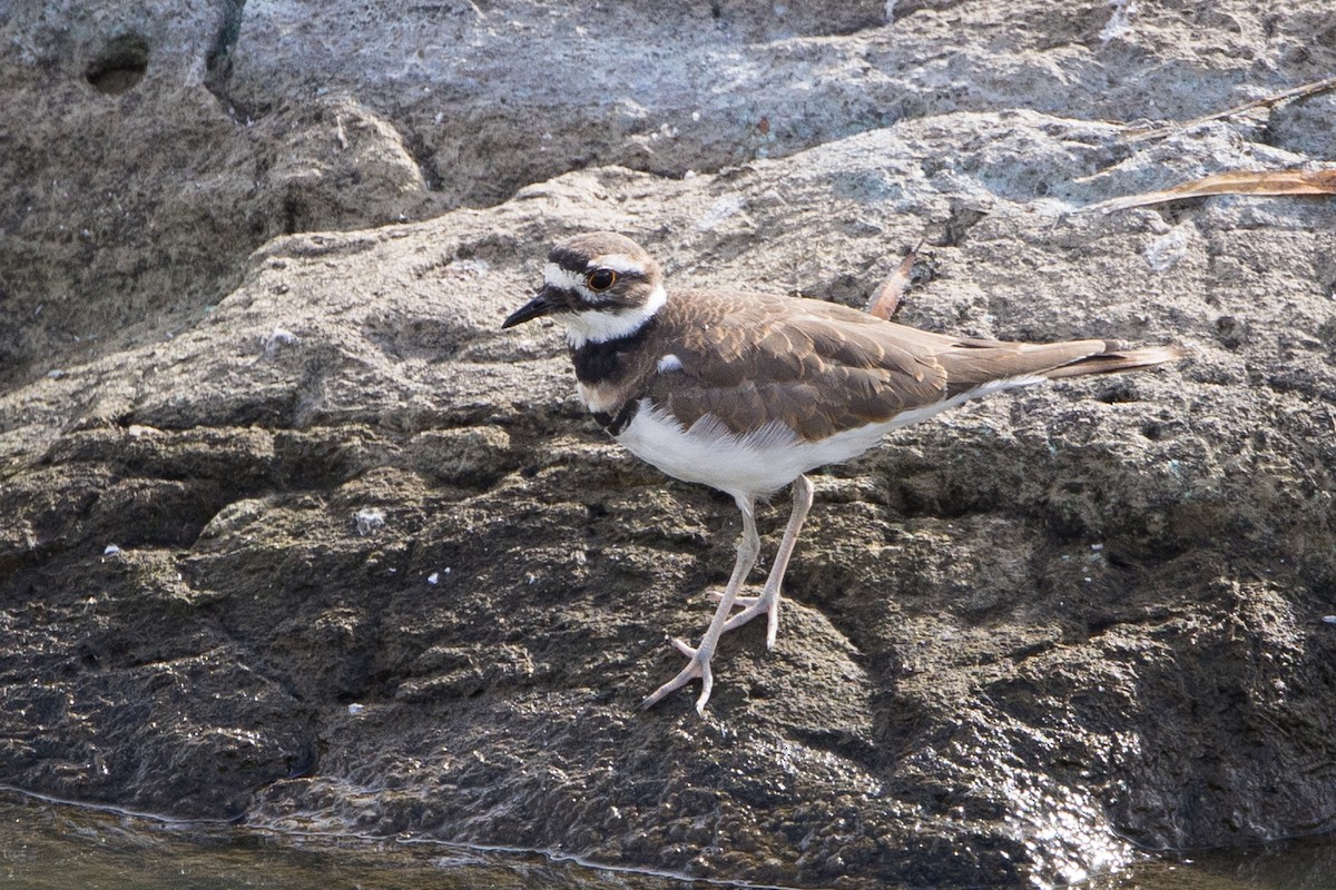 Killdeer - ML624060145