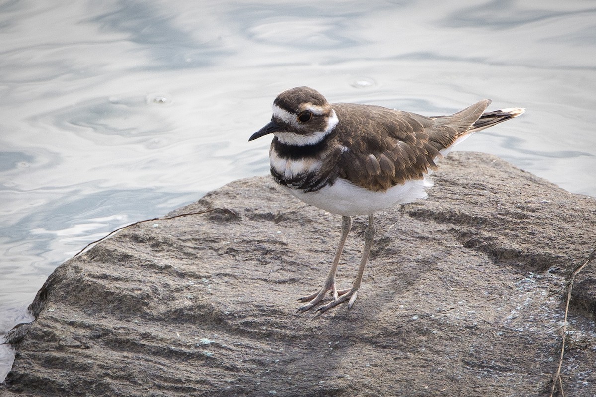 Killdeer - ML624060146