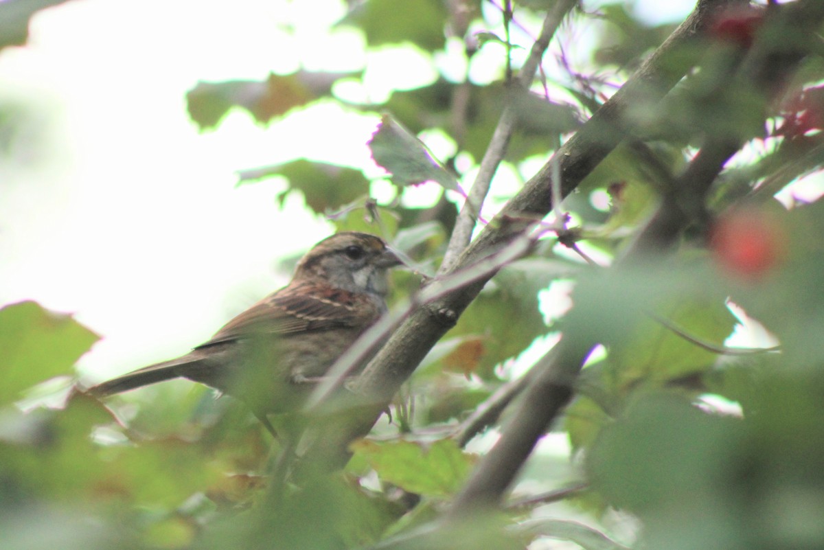 White-throated Sparrow - ML624060151