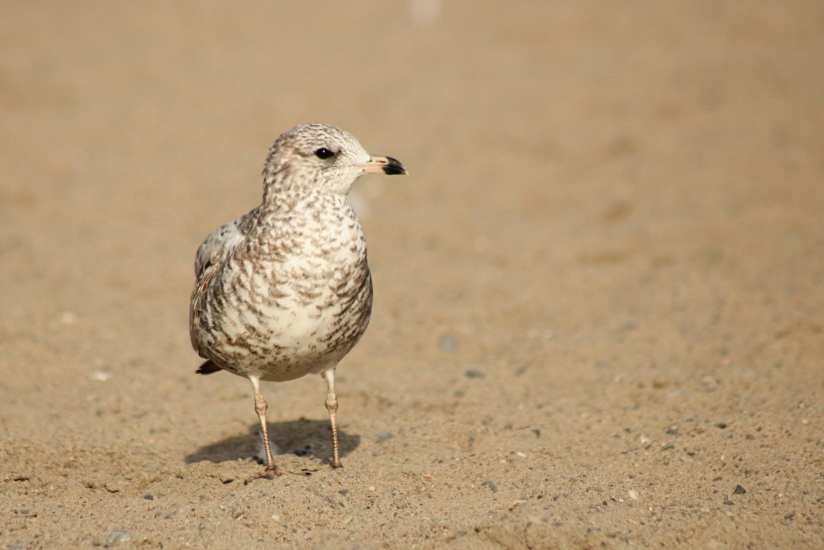 Ring-billed Gull - ML624060165