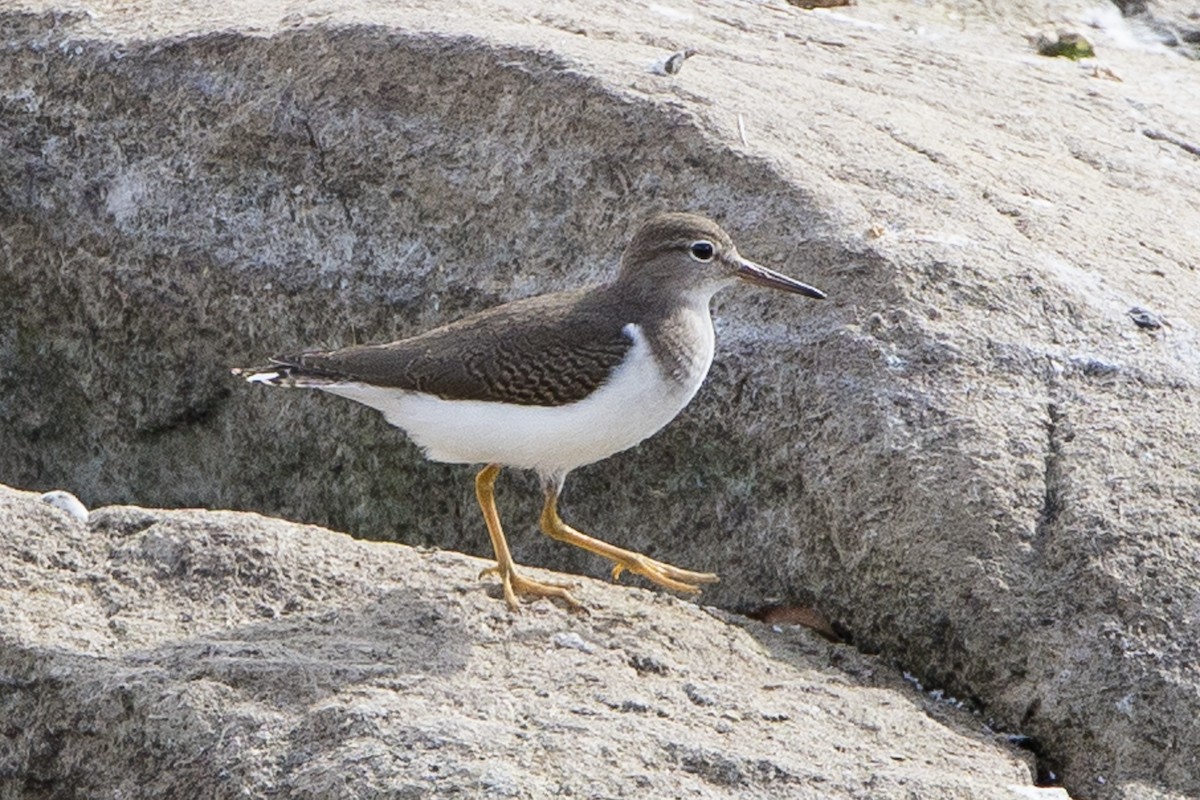 Spotted Sandpiper - ML624060169