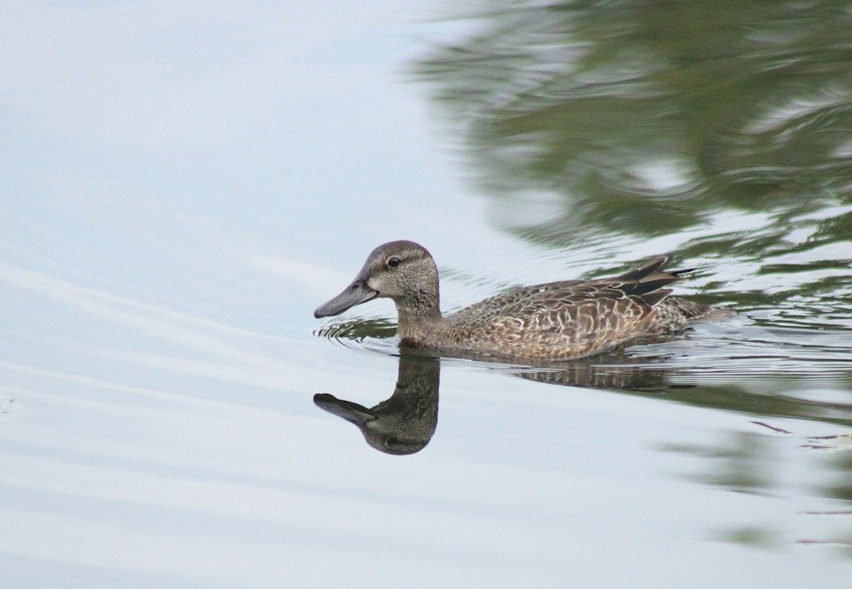 Blue-winged Teal - ML624060172