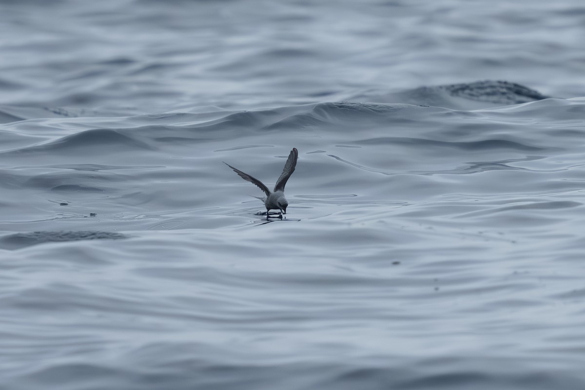 Fork-tailed Storm-Petrel - Lisa Hansen