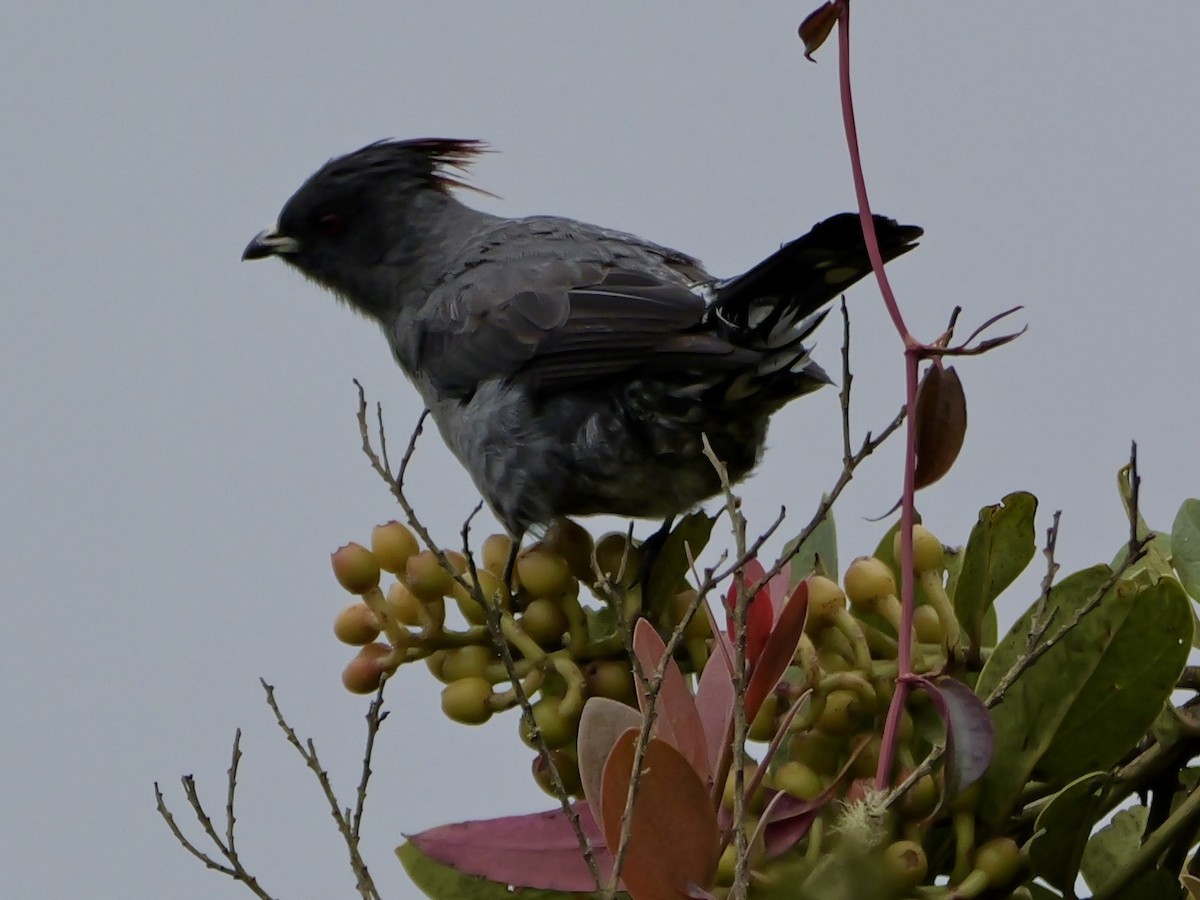 Red-crested Cotinga - ML624060185