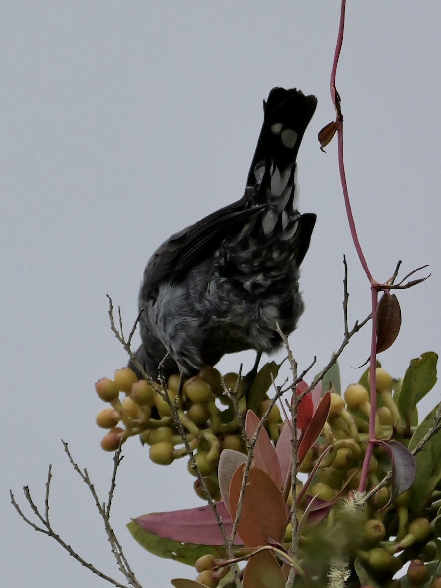 Red-crested Cotinga - ML624060186