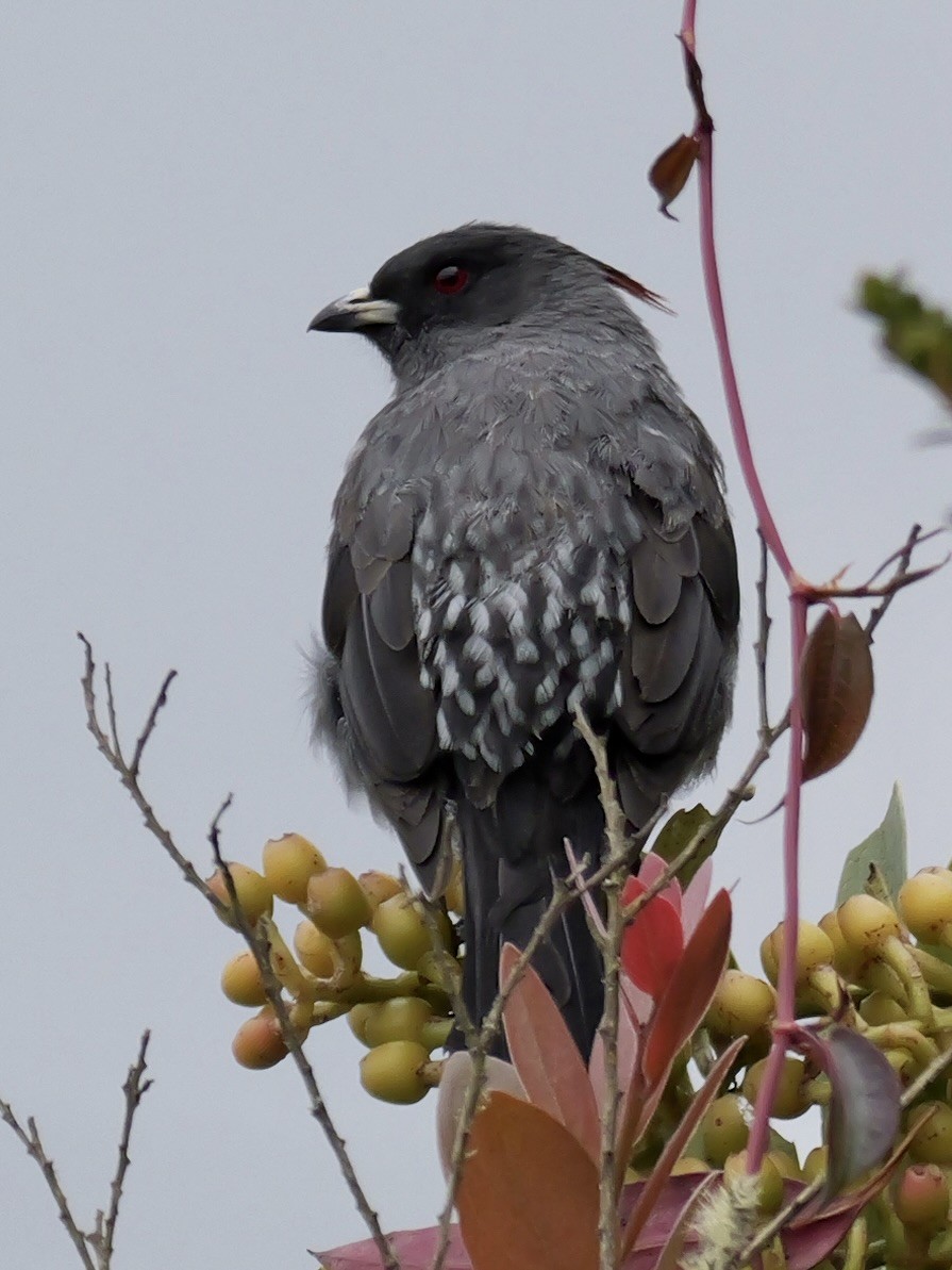 Red-crested Cotinga - ML624060188