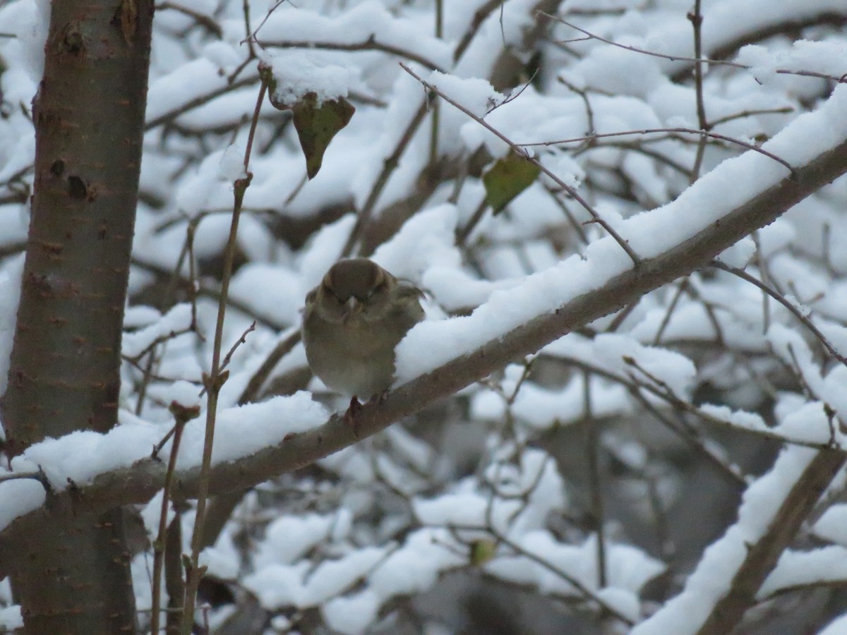 House Sparrow - Parker S