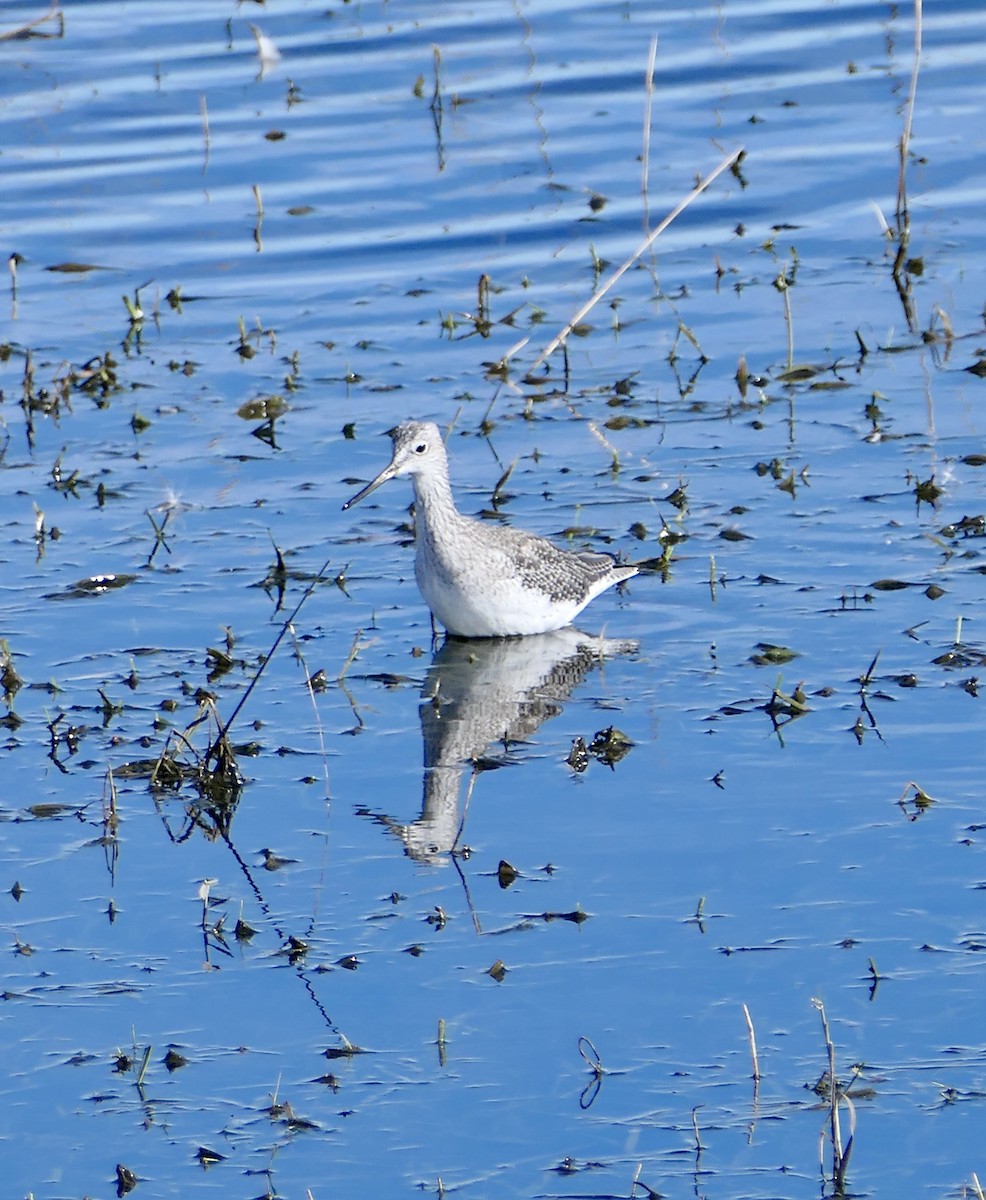 Greater Yellowlegs - ML624060213