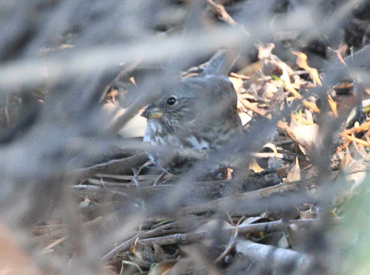 Fox Sparrow - ML624060222