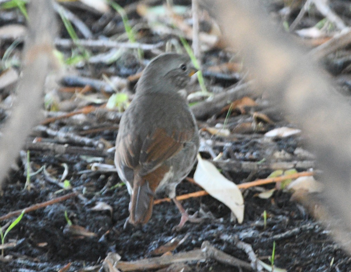 Fox Sparrow - ML624060223