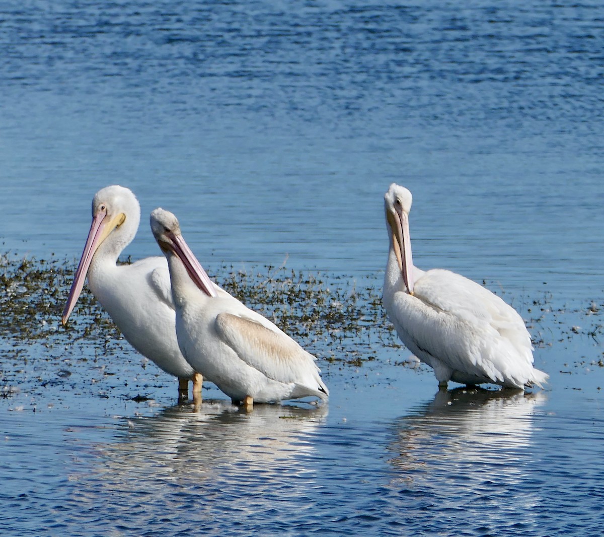 American White Pelican - ML624060230