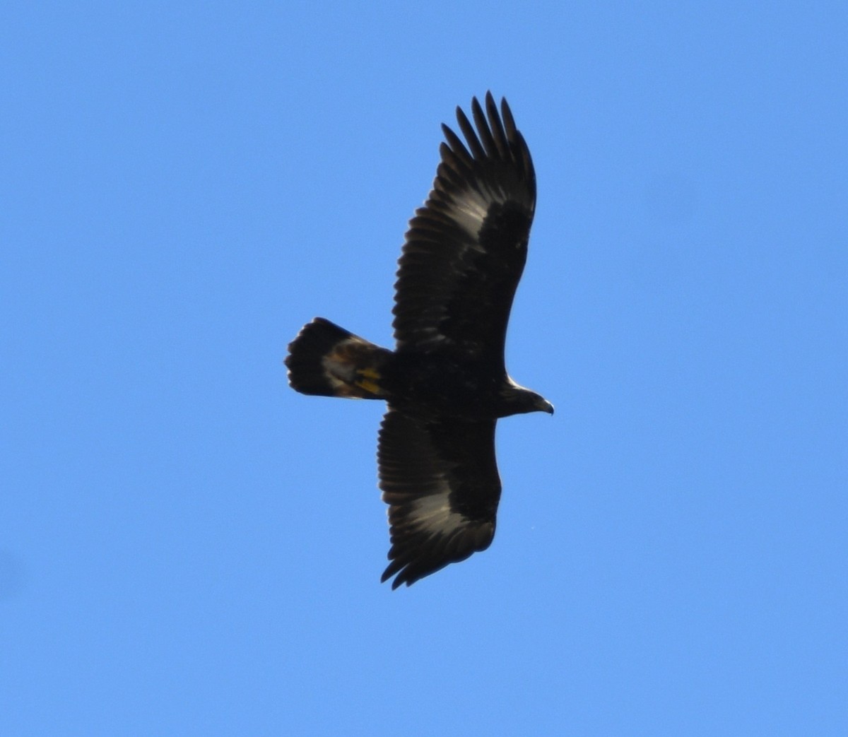 Golden Eagle - Peter Olsoy