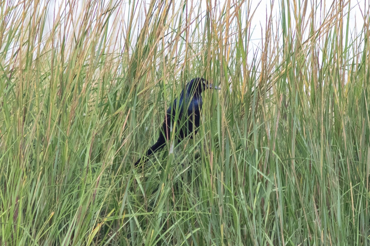 Boat-tailed Grackle - ML624060246