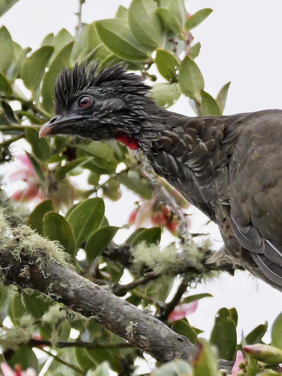 Andean Guan - ML624060247