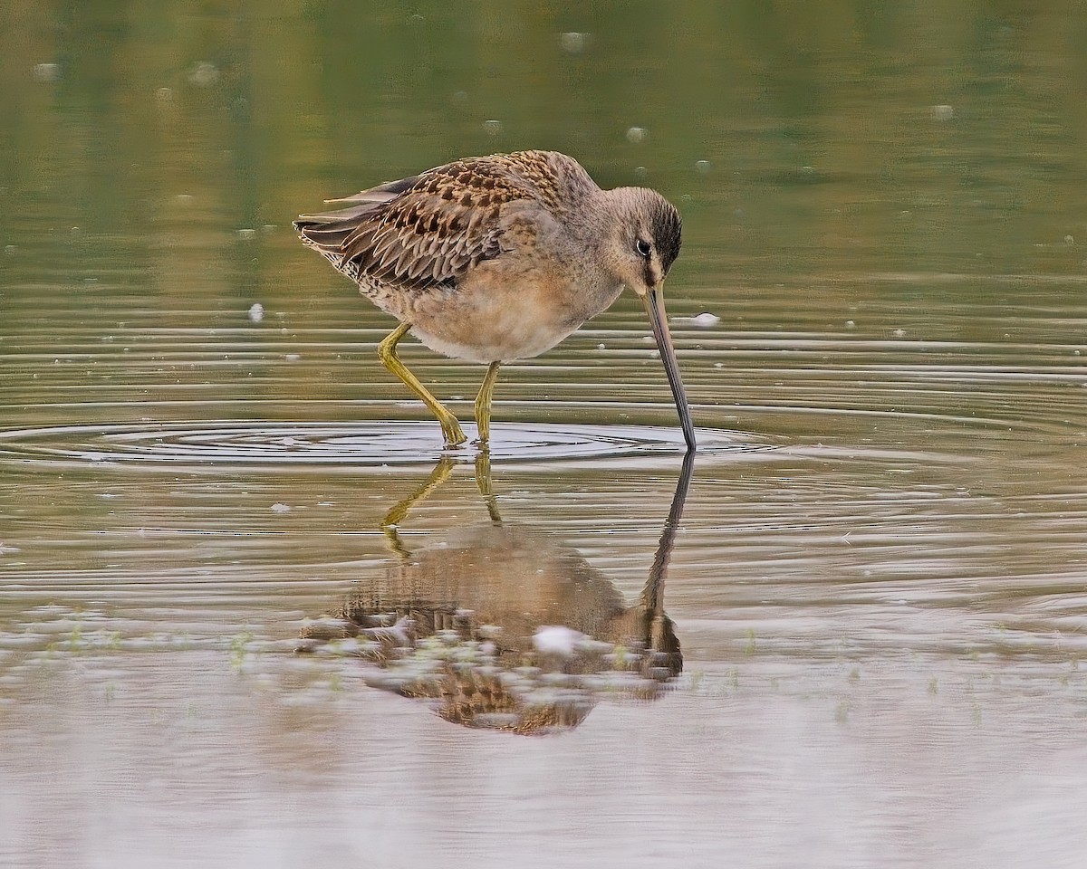 Long-billed Dowitcher - ML624060259