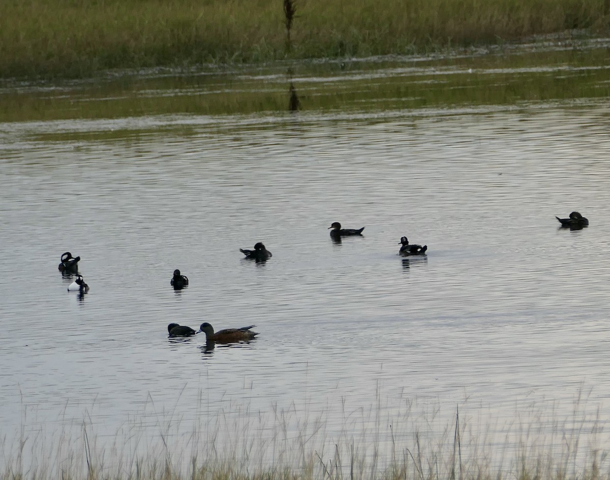 Hooded Merganser - ML624060260