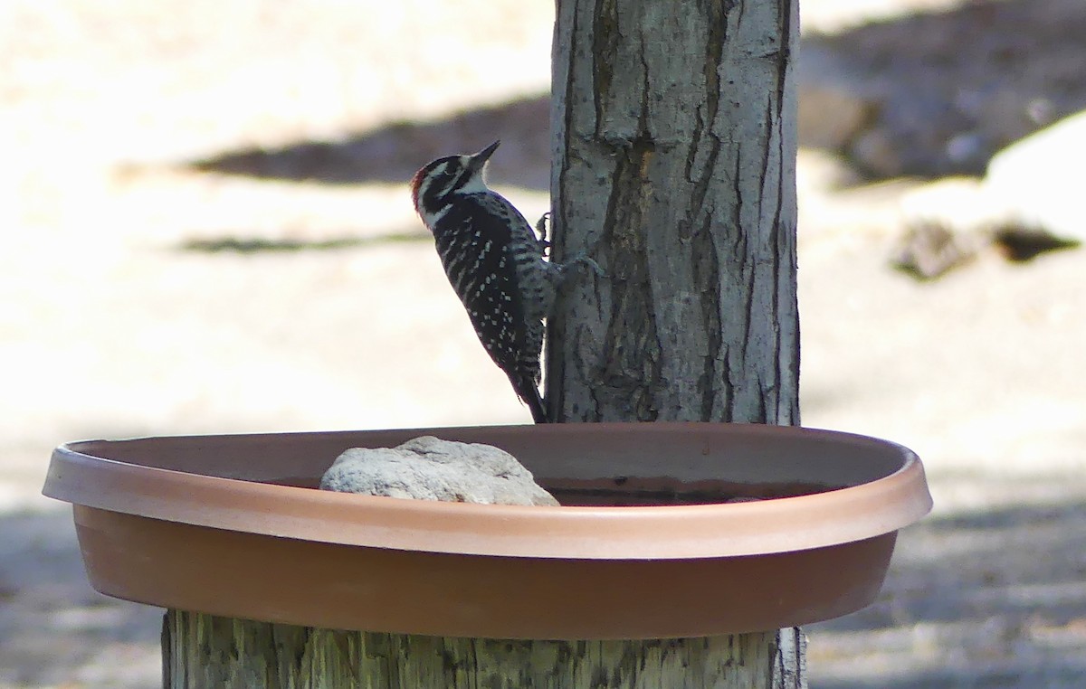 Nuttall's Woodpecker - ML624060261