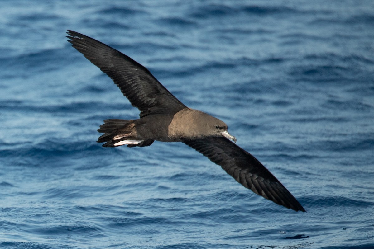 Wedge-tailed Shearwater - ML624060269