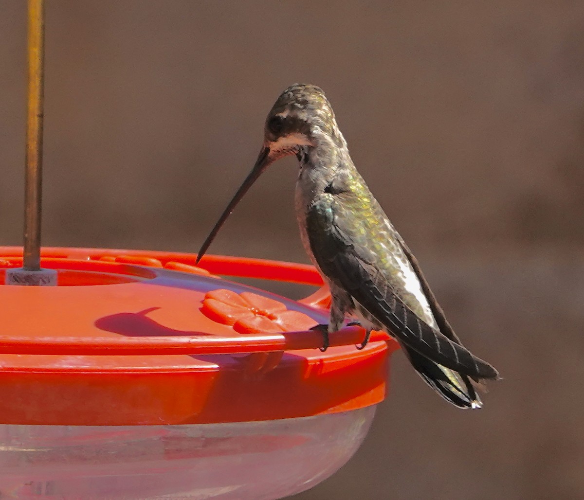 Colibrí Pochotero - ML624060279