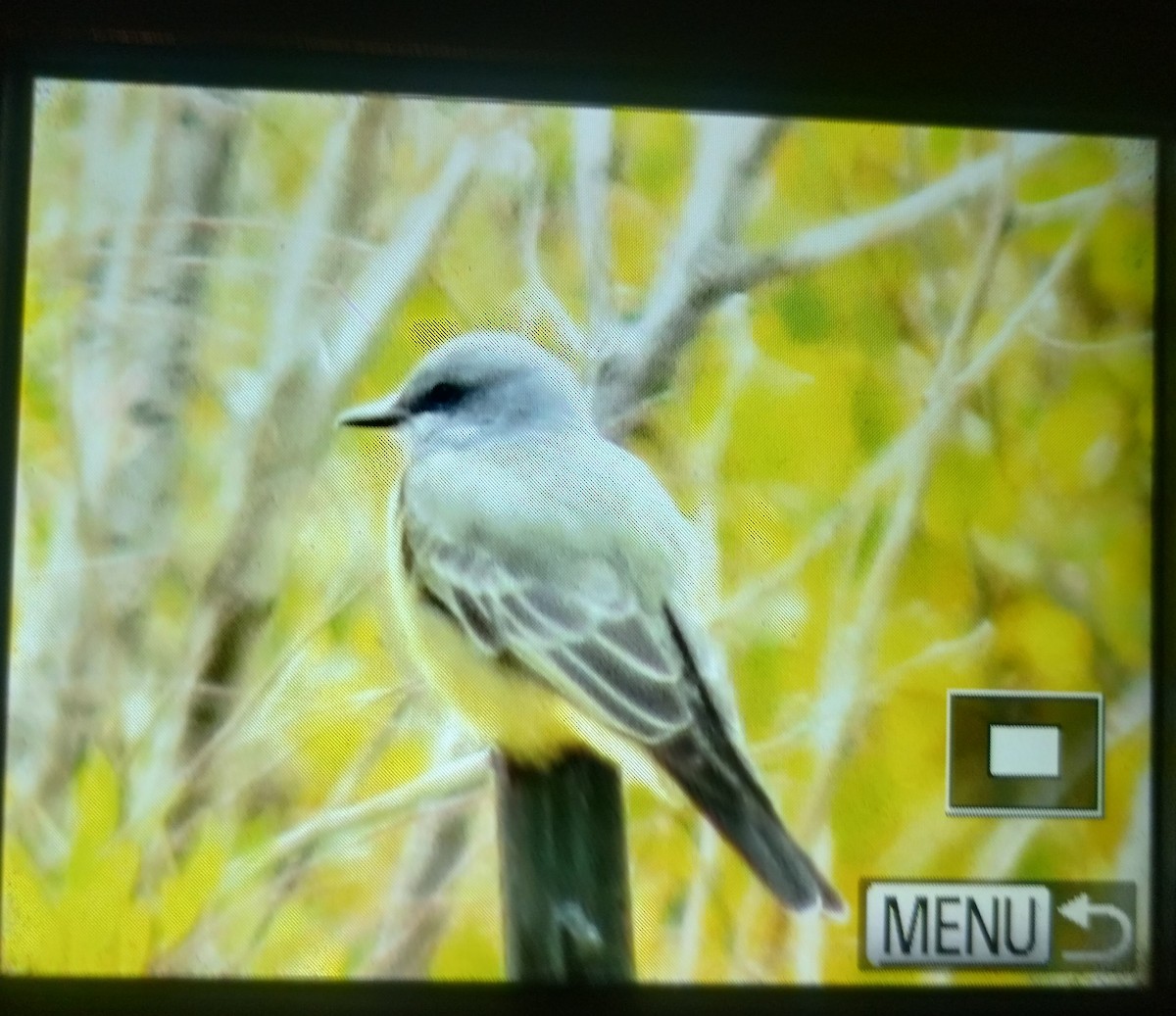 Cassin's Kingbird - Ben Sampson