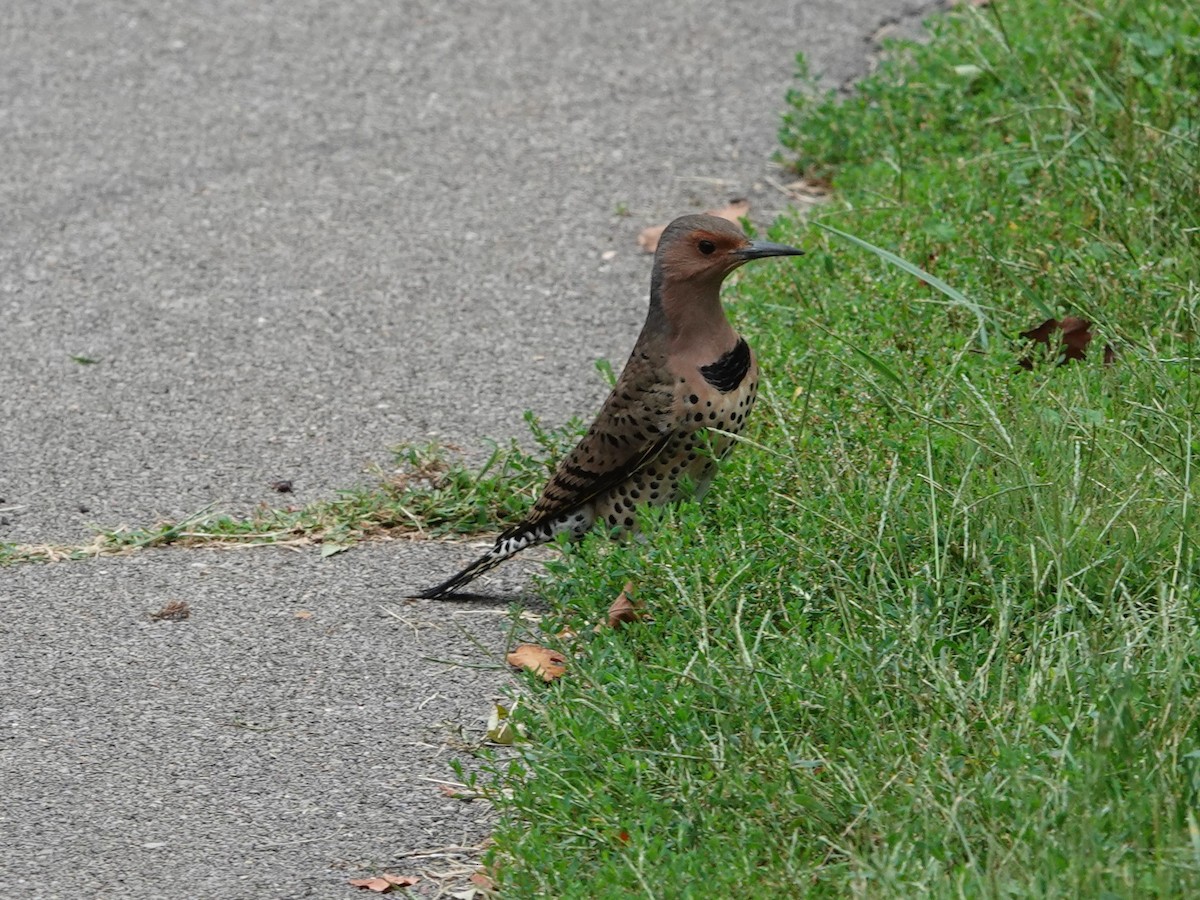 Northern Flicker - ML624060285