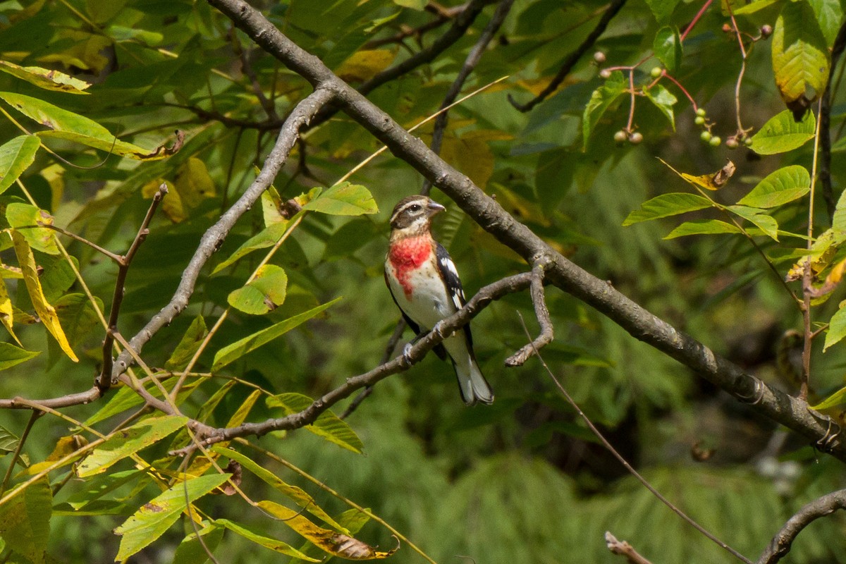 Rose-breasted Grosbeak - ML624060286