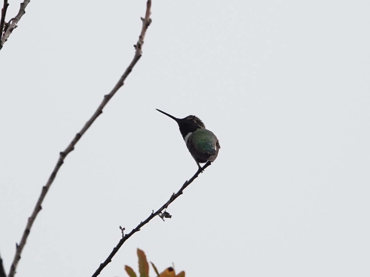 Anna's Hummingbird - ML624060293