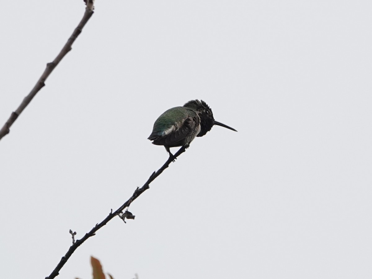 Anna's Hummingbird - ML624060294