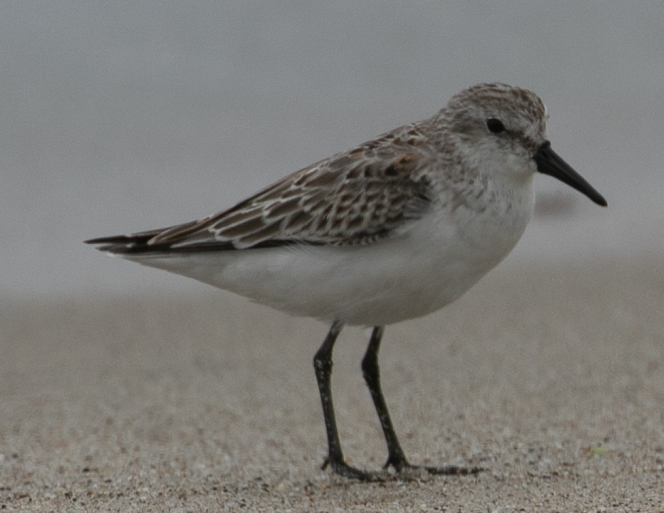 Western Sandpiper - ML624060304