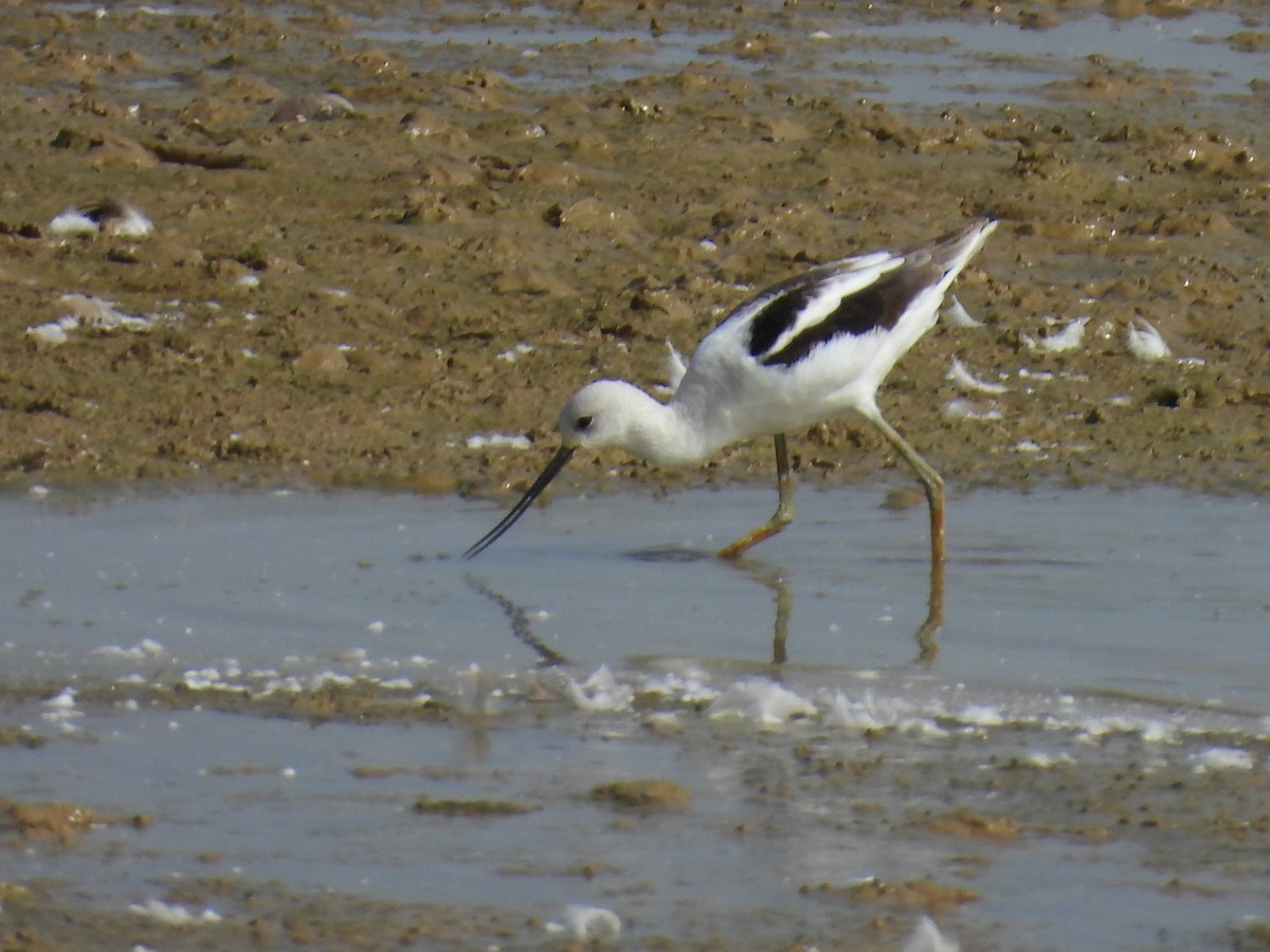 American Avocet - ML624060307