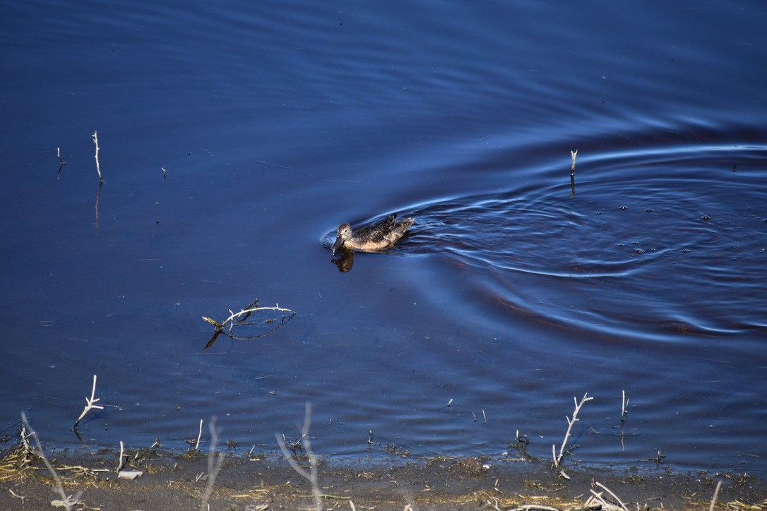 Cinnamon Teal - ML624060319