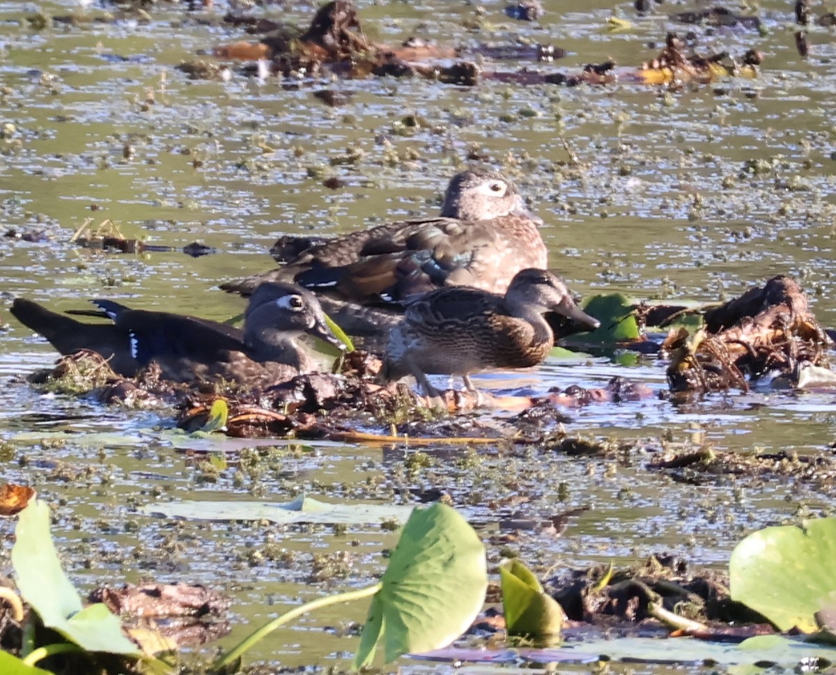 Blue-winged Teal - ML624060328