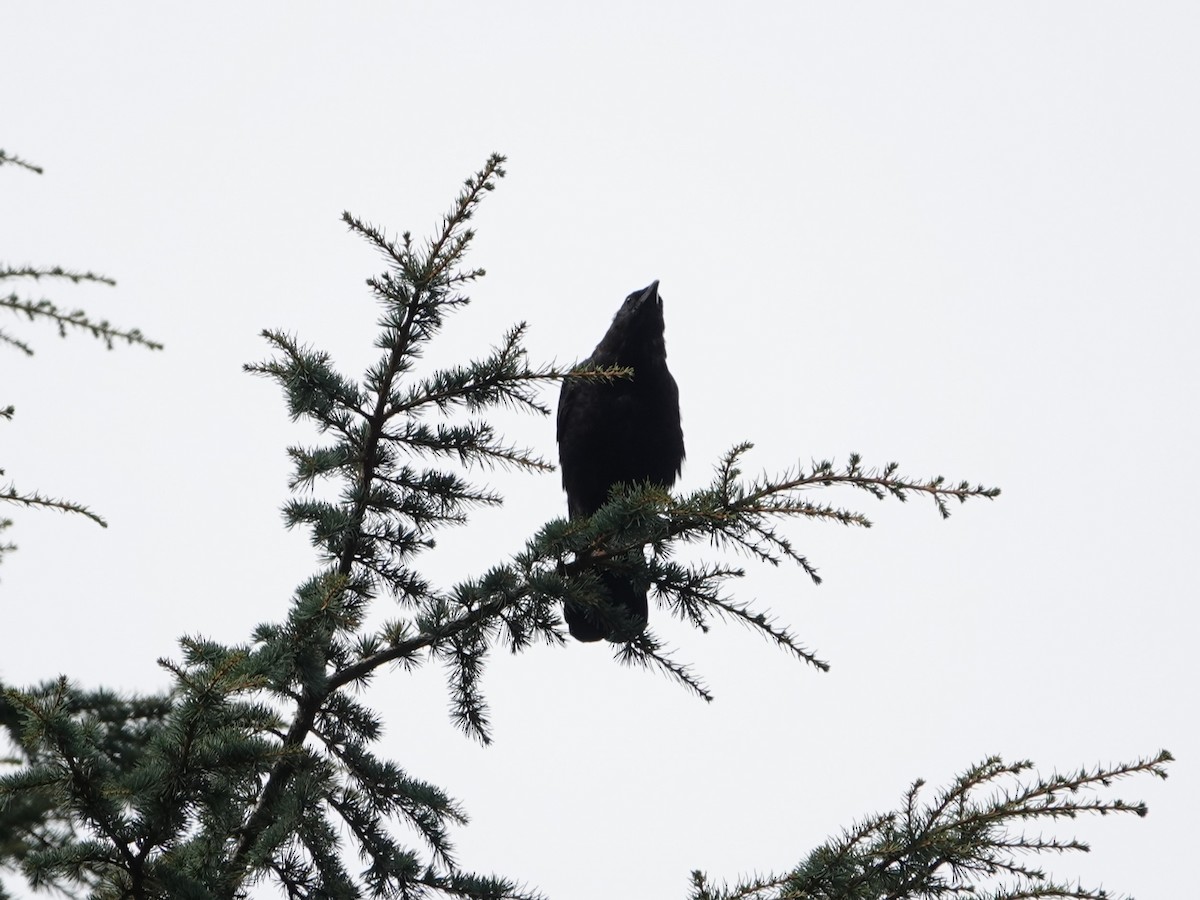 American Crow - ML624060330